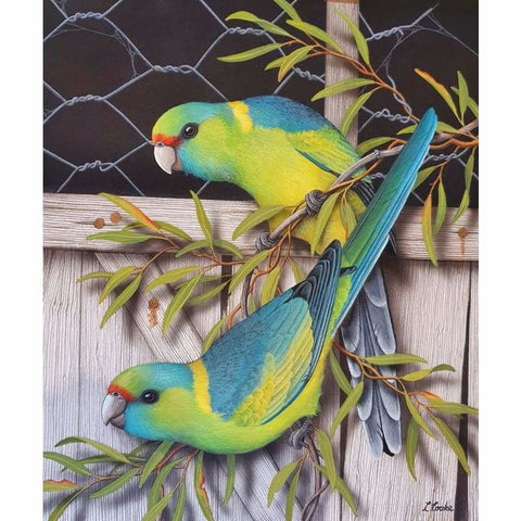 Mallee Ringnecks Kit