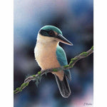 Sacred Kingfisher Kit