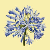 Agapanthus - NEEDLEWORK KITS