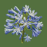 Agapanthus - NEEDLEWORK KITS