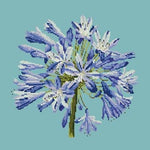 Agapanthus - NEEDLEWORK KITS