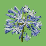 Agapanthus - NEEDLEWORK KITS