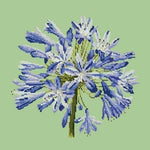 Agapanthus - NEEDLEWORK KITS