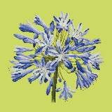 Agapanthus - NEEDLEWORK KITS