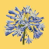 Agapanthus - NEEDLEWORK KITS