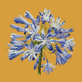 Agapanthus - NEEDLEWORK KITS