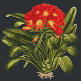 Clivia - NEEDLEWORK KITS