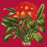 Clivia - NEEDLEWORK KITS