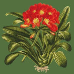 Clivia - NEEDLEWORK KITS