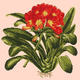 Clivia - NEEDLEWORK KITS