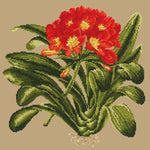 Clivia - NEEDLEWORK KITS