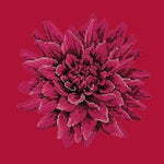 Dahlia - NEEDLEWORK KITS