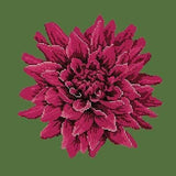 Dahlia - NEEDLEWORK KITS