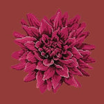 Dahlia - NEEDLEWORK KITS