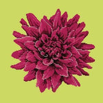 Dahlia - NEEDLEWORK KITS