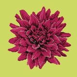 Dahlia - NEEDLEWORK KITS