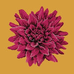 Dahlia - NEEDLEWORK KITS