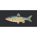 Freshwater Chub - NEEDLEWORK KITS