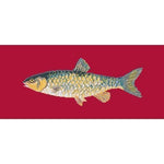 Freshwater Chub - NEEDLEWORK KITS