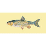 Freshwater Chub - NEEDLEWORK KITS