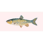 Freshwater Chub - NEEDLEWORK KITS