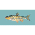 Freshwater Chub - NEEDLEWORK KITS