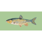 Freshwater Chub - NEEDLEWORK KITS