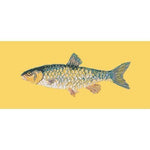 Freshwater Chub - NEEDLEWORK KITS