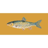 Freshwater Chub - NEEDLEWORK KITS