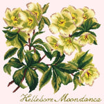 Hellebore Moondance - NEEDLEWORK KITS