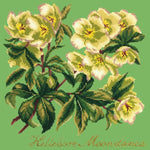 Hellebore Moondance - NEEDLEWORK KITS