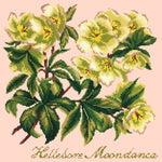 Hellebore Moondance - NEEDLEWORK KITS