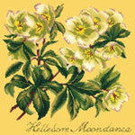 Hellebore Moondance - NEEDLEWORK KITS