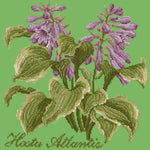 Hosta Atlantis - NEEDLEWORK KITS