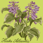 Hosta Atlantis - NEEDLEWORK KITS