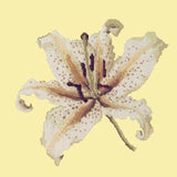 Oriental Lily - NEEDLEWORK KITS