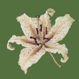 Oriental Lily - NEEDLEWORK KITS