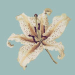 Oriental Lily - NEEDLEWORK KITS