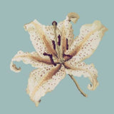 Oriental Lily - NEEDLEWORK KITS