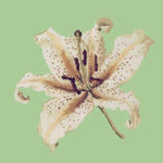 Oriental Lily - NEEDLEWORK KITS