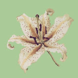 Oriental Lily - NEEDLEWORK KITS