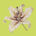 Oriental Lily - NEEDLEWORK KITS