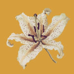 Oriental Lily - NEEDLEWORK KITS