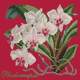 Phalaenopsis (Moth Orchid) - NEEDLEWORK KITS