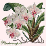 Phalaenopsis (Moth Orchid) - NEEDLEWORK KITS