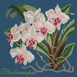 Phalaenopsis (Moth Orchid) - NEEDLEWORK KITS