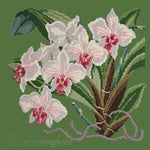 Phalaenopsis (Moth Orchid) - NEEDLEWORK KITS