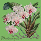 Phalaenopsis (Moth Orchid) - NEEDLEWORK KITS