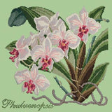 Phalaenopsis (Moth Orchid) - NEEDLEWORK KITS