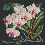 Phalaenopsis (Moth Orchid) - NEEDLEWORK KITS